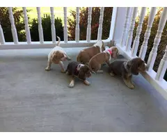6 weeks old beagle puppies