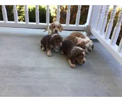 6 weeks old beagle puppies