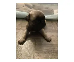 Cute & cuddly AKC Pug Puppies for Sale - 2