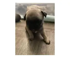 Cute & cuddly AKC Pug Puppies for Sale - 4
