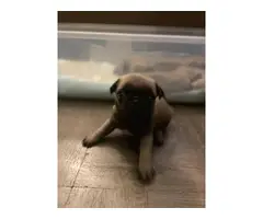 Cute & cuddly AKC Pug Puppies for Sale - 5