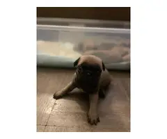 Cute & cuddly AKC Pug Puppies for Sale - 6