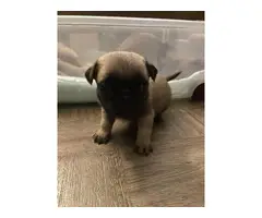 Cute & cuddly AKC Pug Puppies for Sale - 8