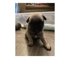 Cute & cuddly AKC Pug Puppies for Sale - 9