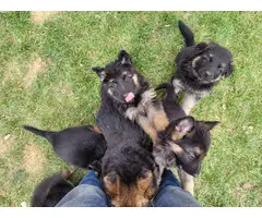 3 AKC purebred German shepherd puppies for sale - 4