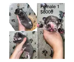 Frenchie puppies for Christmas - 2