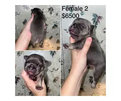 Frenchie puppies for Christmas - 4