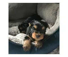 Adorable fullblooded Yorkie puppies for sale