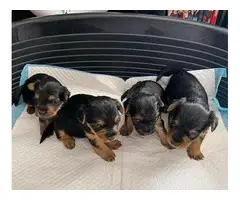 Adorable fullblooded Yorkie puppies for sale - 2