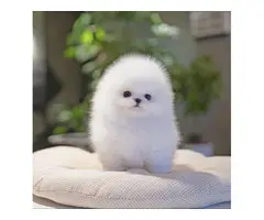 3 AKC registered White Pomeranian puppies for adoption