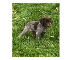 German Shorthaired Pointer Puppies for Sale