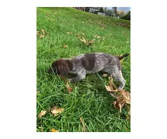 German Shorthaired Pointer Puppies for Sale - 3