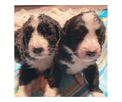 Beautiful Berne doodle pups for sale