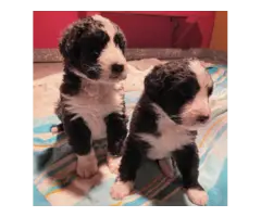 Beautiful Berne doodle pups for sale - 2