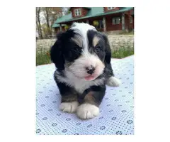 Beautiful Berne doodle pups for sale - 3