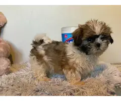 Purebred Shih Tzu male puppy for sale