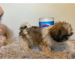Purebred Shih Tzu male puppy for sale - 2