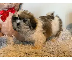 Purebred Shih Tzu male puppy for sale - 6