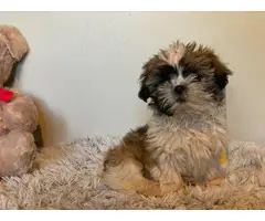 Purebred Shih Tzu male puppy for sale - 7