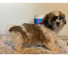 Purebred Shih Tzu male puppy for sale - 8