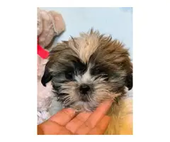 Purebred Shih Tzu male puppy for sale - 9