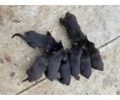 8 German Shepherd puppies available - 2