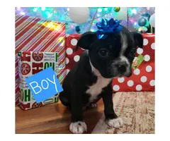 2 male and 2 female Boston Terrier Puppies - 2