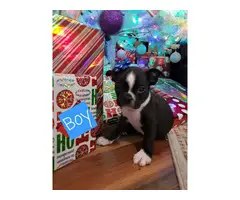 2 male and 2 female Boston Terrier Puppies - 3