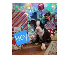 2 male and 2 female Boston Terrier Puppies - 5