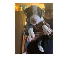 4 Purebred blue nose pitbull puppies looking for their forever homes