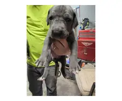 8 Great Dane Puppies Ready for Christmas - 2