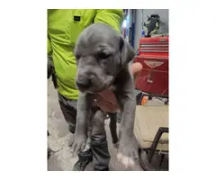 8 Great Dane Puppies Ready for Christmas - 3