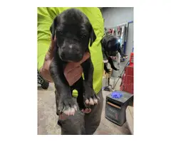8 Great Dane Puppies Ready for Christmas - 6