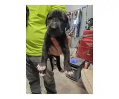 8 Great Dane Puppies Ready for Christmas - 7