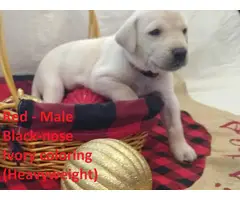 Champagne and Ivory Lab puppies