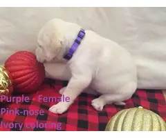 Champagne and Ivory Lab puppies - 3