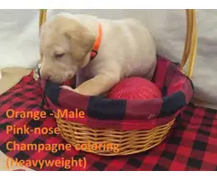 Champagne and Ivory Lab puppies - 7