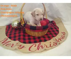 Champagne and Ivory Lab puppies - 8