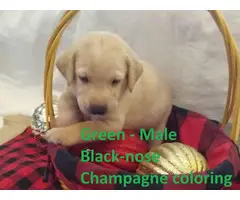 Champagne and Ivory Lab puppies - 9