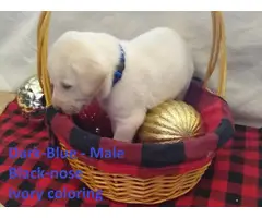 Champagne and Ivory Lab puppies - 12