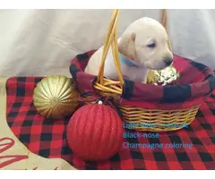 Champagne and Ivory Lab puppies - 13