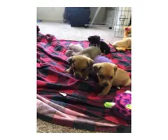 Chiweenie puppies - 3