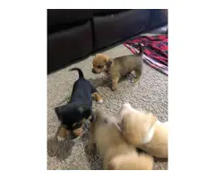 Chiweenie puppies - 5