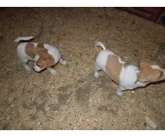 2 Rat Terrier Puppies for Loving Homes