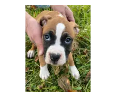 3 Boxer puppies looking for good homes