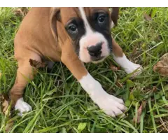 3 Boxer puppies looking for good homes - 2