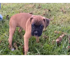 3 Boxer puppies looking for good homes - 3