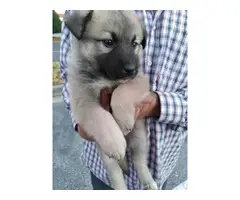 Last female German Shepherd Puppy - 1