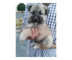 Last female German Shepherd Puppy - 6