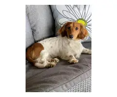 5 Long-haired Dachshund puppies for sale